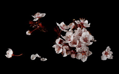 Blooming spring flowers isolated on black background