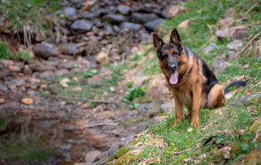 German shepherd in the woods, next to a small lake. Spring-grass