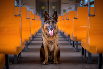 German shepherd on the train. Empty car. Dog in train