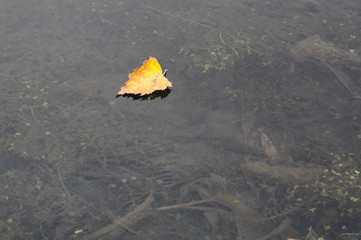 A lone yellow leaf on the transparent ice of the lake