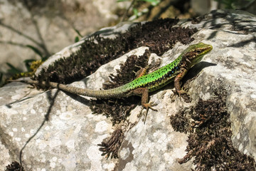 The lizard Lacerta viridis sits on a stone under the sun. Background lizard on stone close up. Background detailed image of a lizard.
