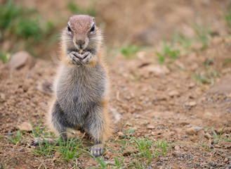 Naklejka na ściany i meble Ground squirrel standing on its hind legs holding a seed in its front claws. Full lenght portrait on dry arid land
