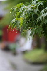 雨