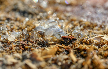 Resina pino Marittimo