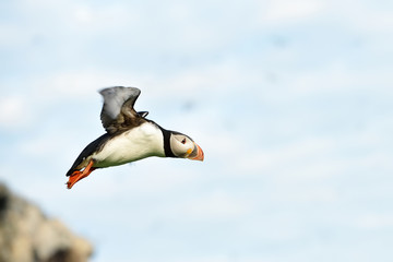 Puffin in flight. Puffin takeoff.