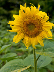 Obraz premium Sunflower natural background. Sunflower blooming.