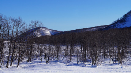 Fototapeta na wymiar January, 26th, 2019 - winter forest in Vilyuchinsk city, Kamchatka Peninsula, Russia