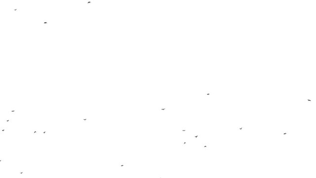 a flock of black birds flying on a white background. isolated object. looped