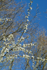 White blossom trees in the spring with flowering twigs