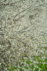 White blossom trees in the spring with flowering twigs