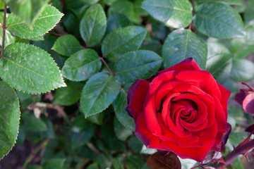 photograph of a pretty red rose in the foreground