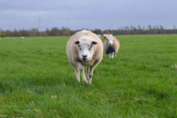 Obraz premium sheep on a green field
