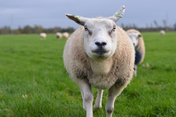 sheep on a green field