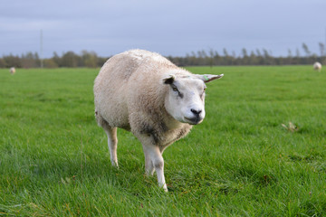 sheep on a green field