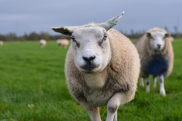 Fototapeta premium sheep on a green field