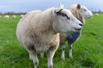 Obraz na płótnie Canvas sheep on a green field