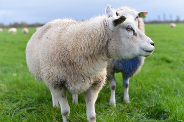 sheep on a green field