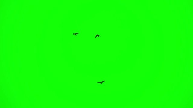 green screen with flying black ravens