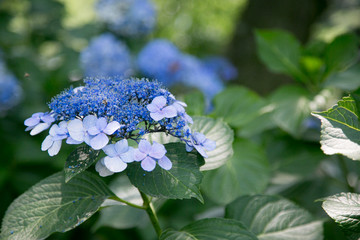 紫陽花