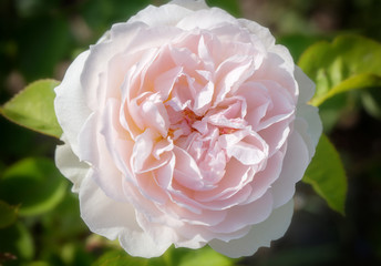 Blooming rose in the garden on a sunny day. Rose Gentle Hermione.