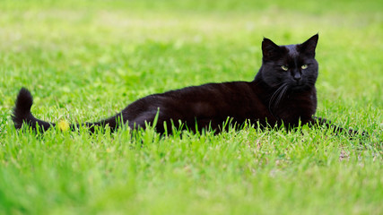 schwarze katze auf wiese
