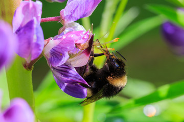 biene auf lila bl&uuml;te