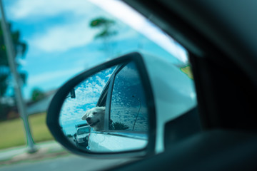Dog seen through the side mirror