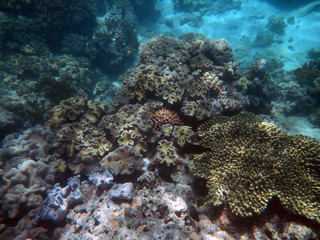 Naklejka na ściany i meble underwater, coral, Great, barrier, reef, Cairns, Australia