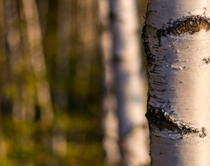 One focused line of detail of a birch trunk in a birch grove lit by the sun.