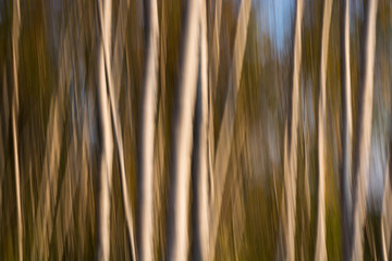 Abstract vertical line of birch grove. White lines on a brown dark background.