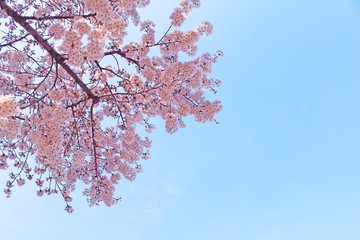 播磨坂　さくらまつり