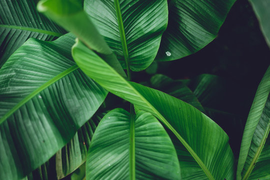 Free Jungle Images – Browse 5,826 Free Stock Photos, Vectors, and Video ...