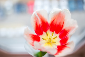 Fresh flower. Open red tulip