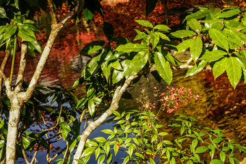 Autumn scenery of Kyoto, Japan