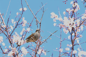 wild bird bulbul