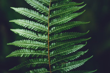 Leaves green Dark Leaf detail In the natural forest