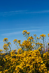 Obraz premium Yellow flowers with blue sky background
