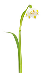 Fototapeta na wymiar Spring snowflake (Leucojum vernum) flower