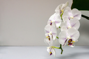 Beautiful branch of white orchid with purple drops flower Phalaenopsis 'Radiance' (Moth Orchid or Phal) on bright gray background. Selective focus on foreground. Magical idea for any design.