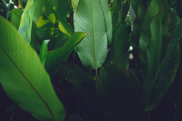 Fototapeta na wymiar Leaves green Dark Leaf detail In the natural forest
