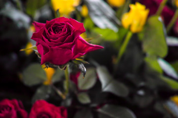 A red rose isolated from the bunch