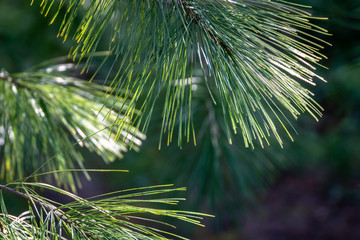 Long green needles of white pine Pinus strobus against sun on  blurred green garden. Selective macro focus upper needles on right. Original texture of natural pine greenery. Place for your text