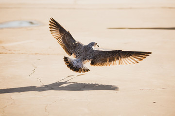 Seagull on takeoff