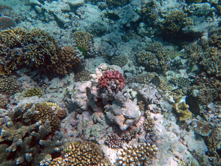 Naklejka na ściany i meble underwater, coral, Great barrier reef, Cairns, Australia