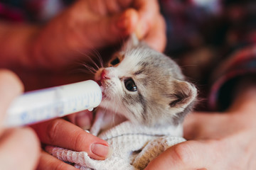 The little kitten is fed milk from a syringe.