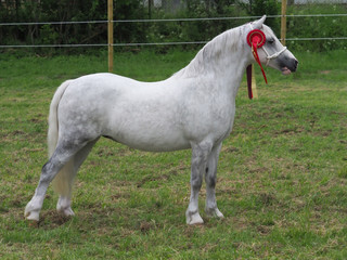 Welsh Pony Standing
