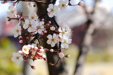 cherry blossom