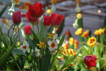Colorful bright daffodils blossom in early spring