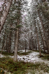 Fototapeta premium landscape snow trees dense forest in winter. Morske Oko, Poland