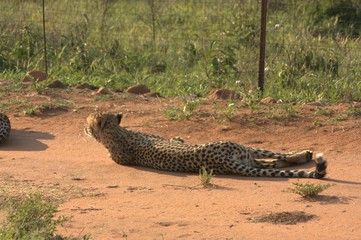 Der liegende Leopard